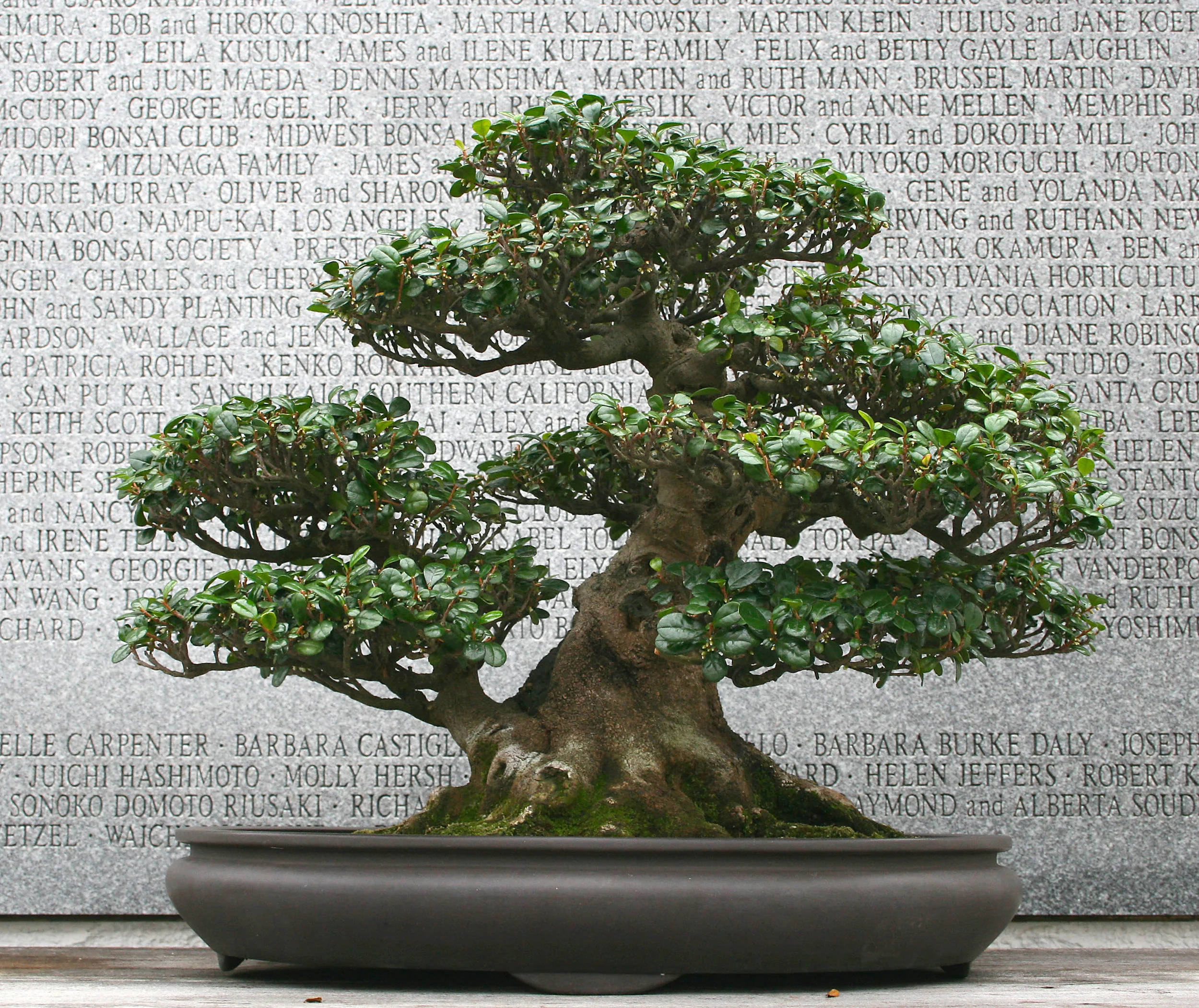 Japanese Collection — National Bonsai Foundation